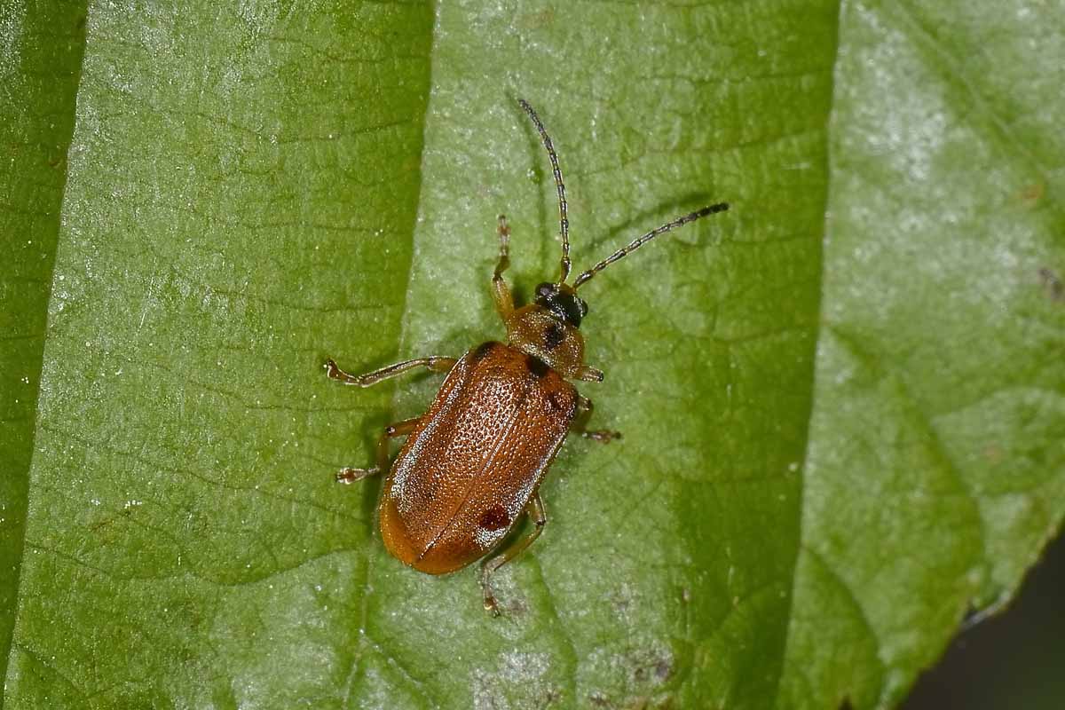 Galerucella lineola, Chrysomelidae